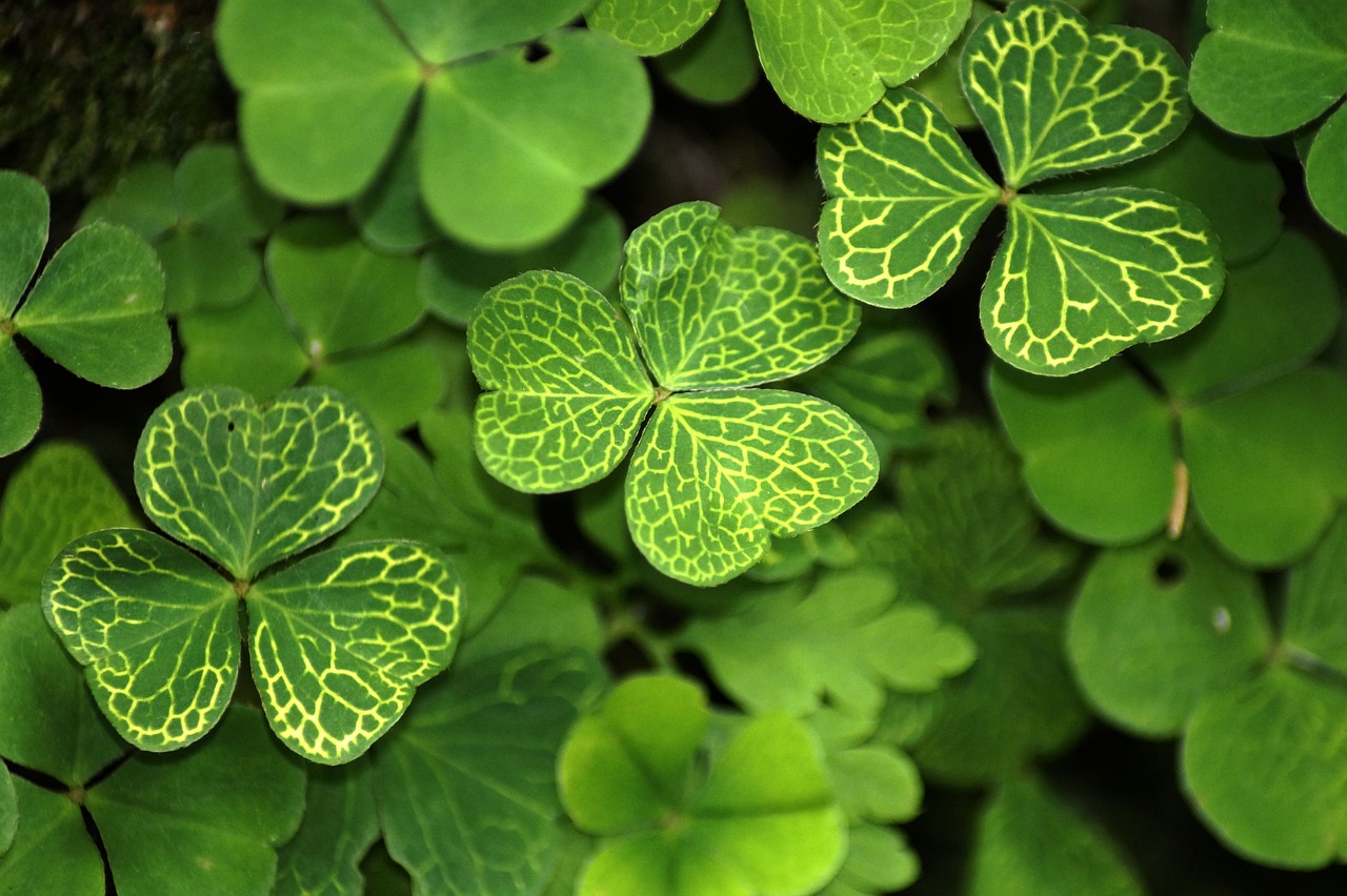 Successful SEO Tips to Get Lucky with Google this Saint Patrick's Day